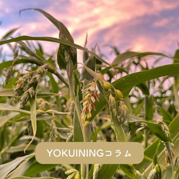 ヨクイニング（YOKUINING）コラム Vol.４7【１１月の過ごし方】