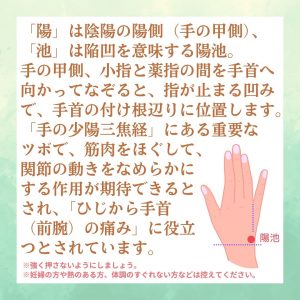 「陽」は陰陽の陽側（手の甲側）、「池」は陥凹を意味する陽池。手の甲側、小指と薬指の間を手首へ向かってなぞると、指が止まる凹みで、手首の付け根辺りに位置します。「手の少陽三焦経」にある重要なツボで、筋肉をほぐして、関節の動きをなめらかにする作用が期待できるとされ、「ひじから手首（前腕）の痛み」に役立つとされています。※強く押さないようにしましょう。※妊婦の方や熱のある方、体調のすぐれない方などは控えてください。